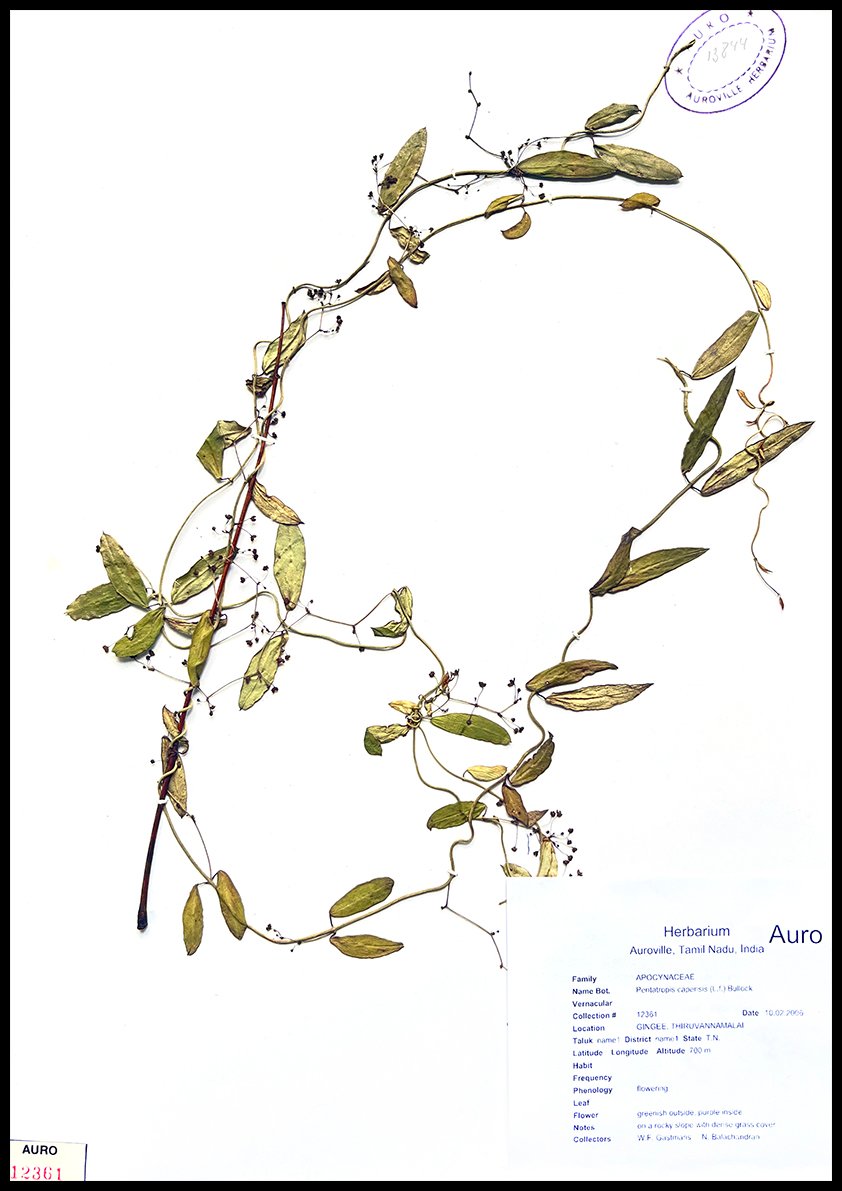 Dry herbarium images